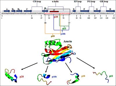 p28 Bacterial Peptide, as an Anticancer Agent